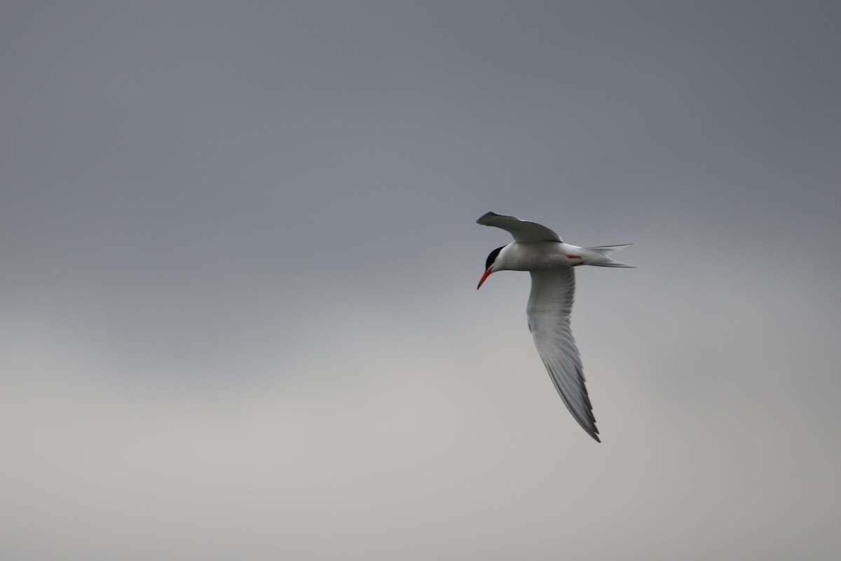 Common Tern - ML646932021