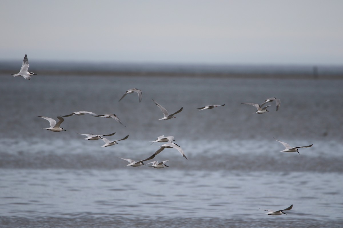 Common Tern - ML646932023