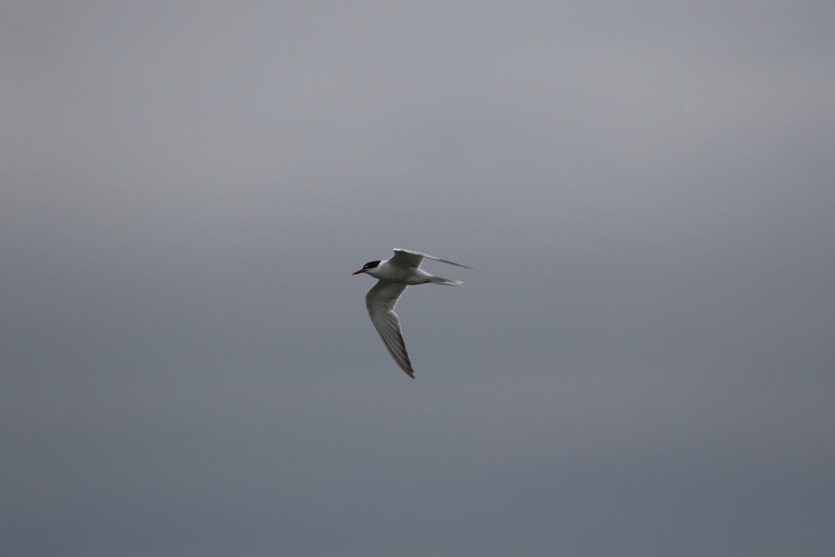 Common Tern - ML646932024