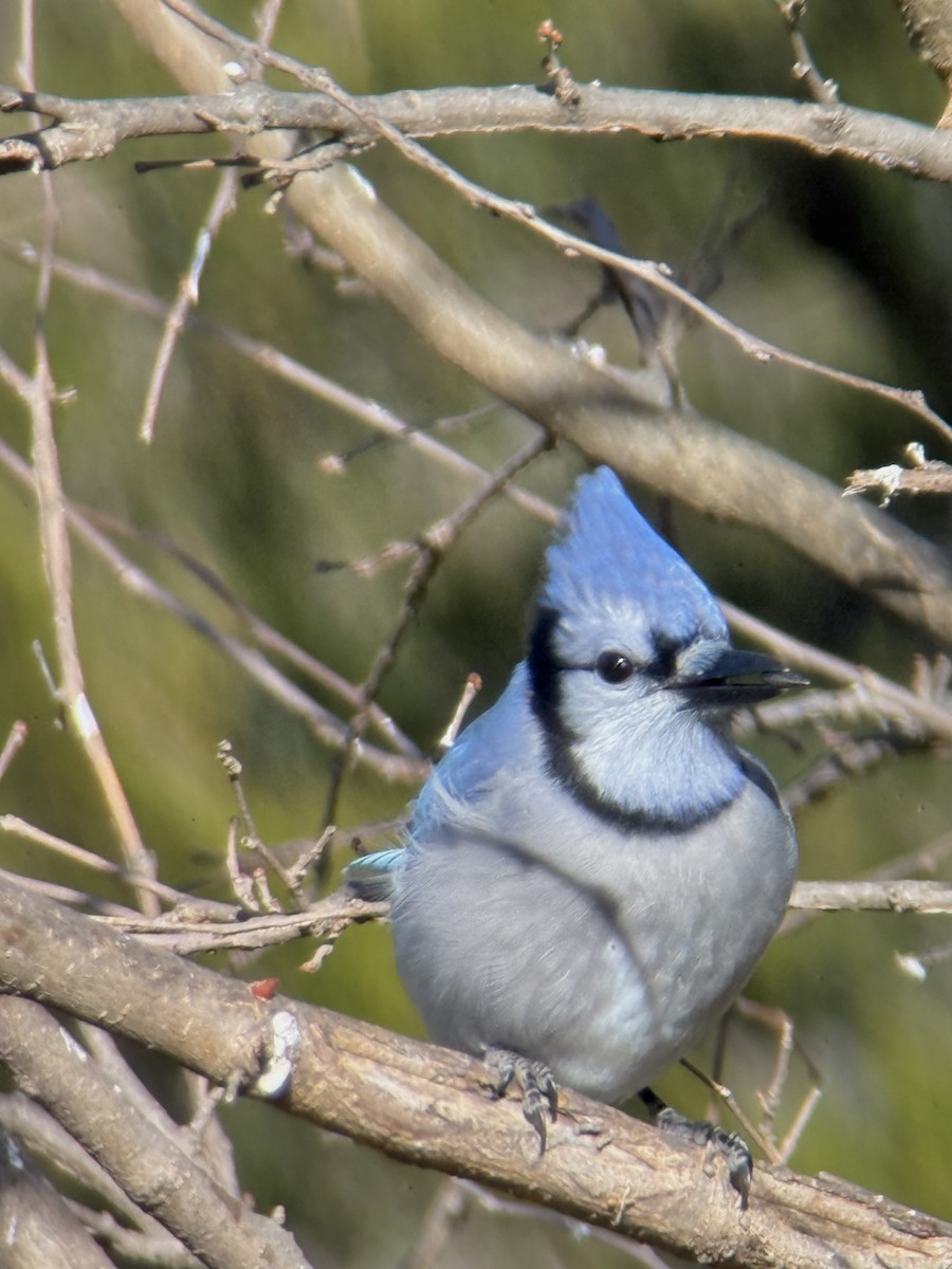Blue Jay - ML646932027