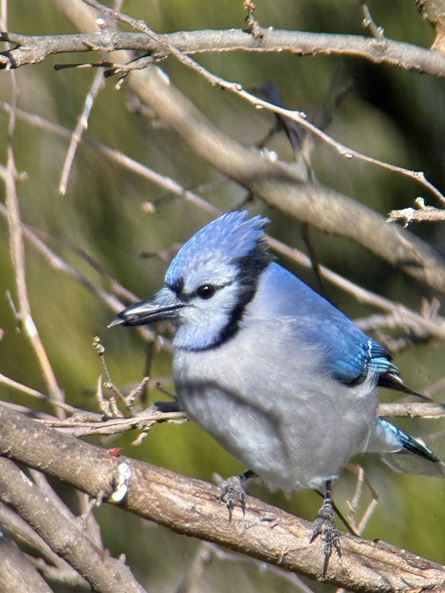 Blue Jay - ML646932028