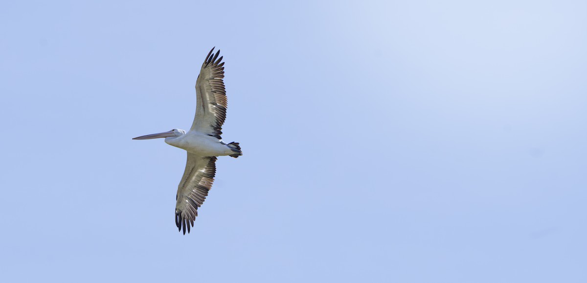 Avustralya Pelikanı - ML646932029