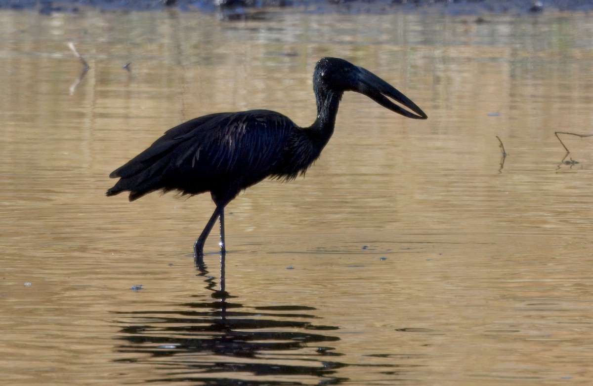 Лелека-молюскоїд африканський - ML646932036