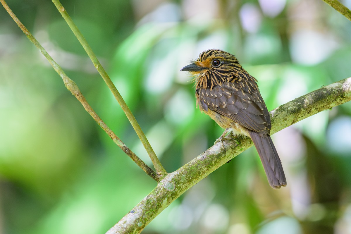 halvmånedovenfugl - ML646932038