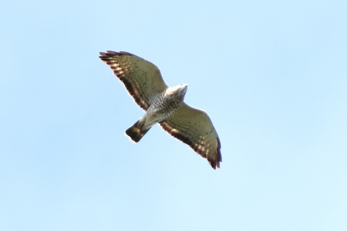 Broad-winged Hawk - ML646932039