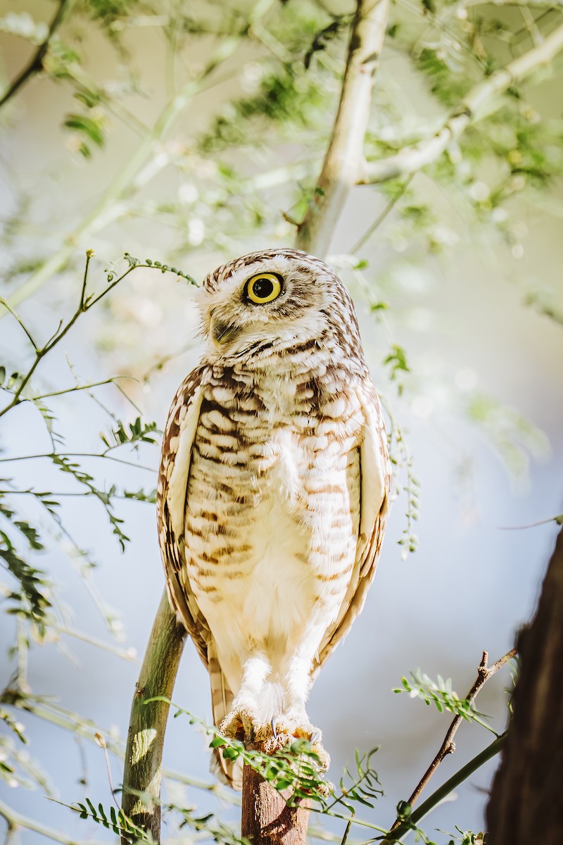 Chevêche des terriers - ML646932044