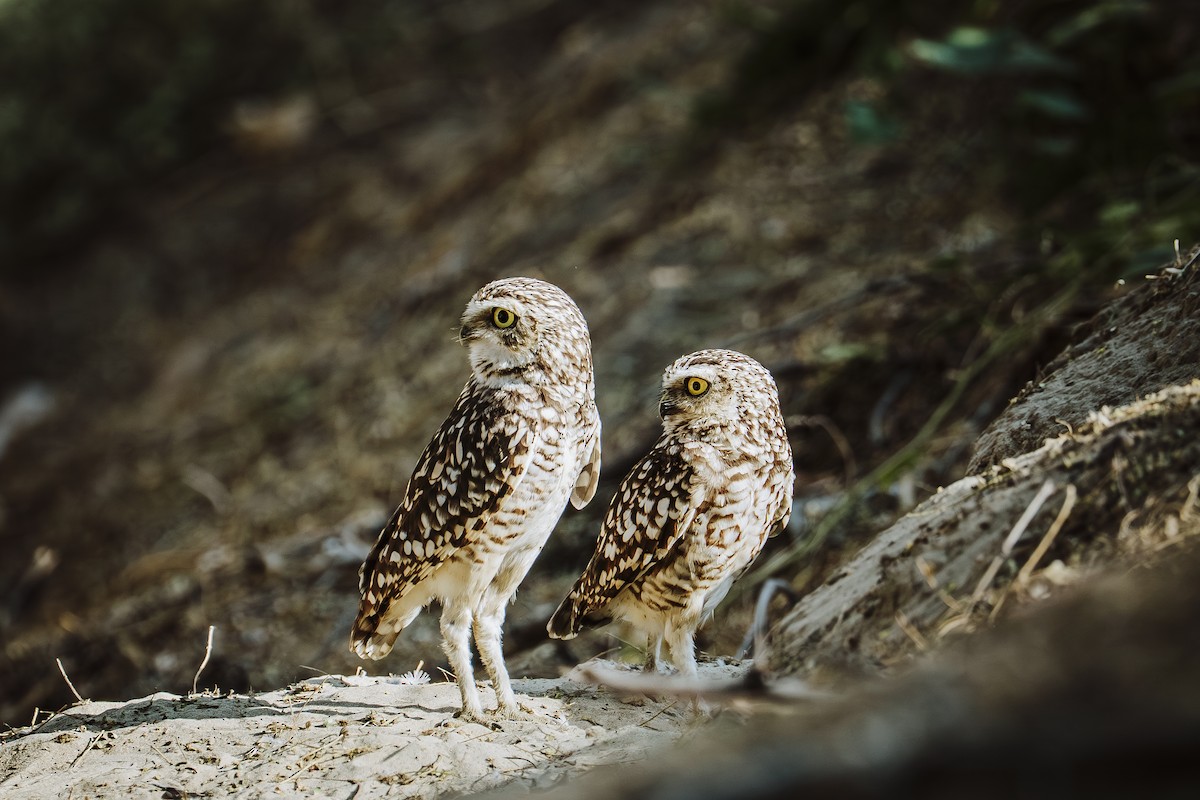Chevêche des terriers - ML646932045