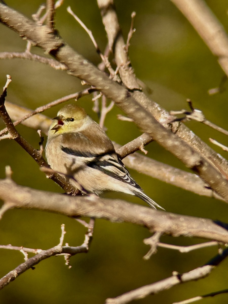 American Goldfinch - ML646932047