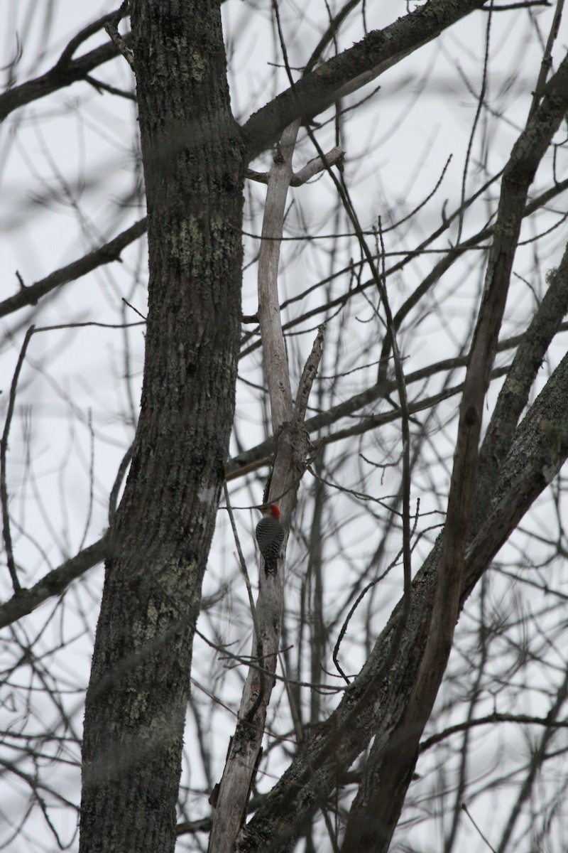 Red-bellied Woodpecker - ML646932053