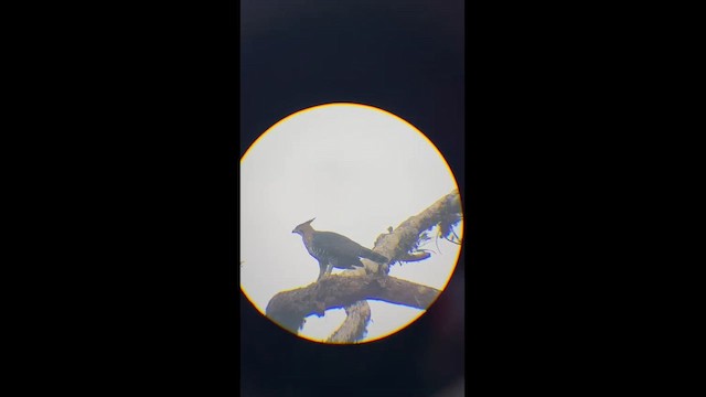 Орел-чубань рудошиїй - ML646932057