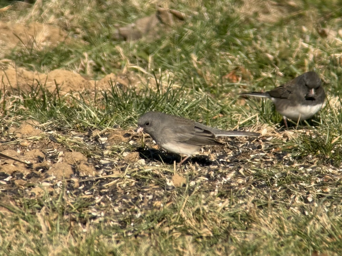 Dark-eyed Junco - ML646932058
