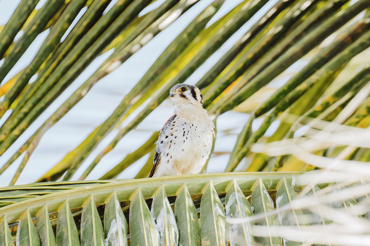 Crécerelle d'Amérique - ML646932063