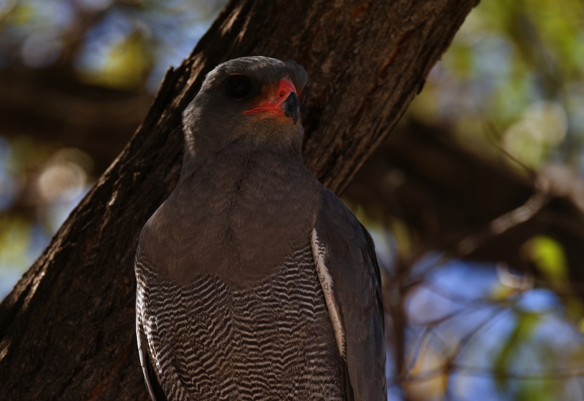 ウタオオタカ - ML646932065