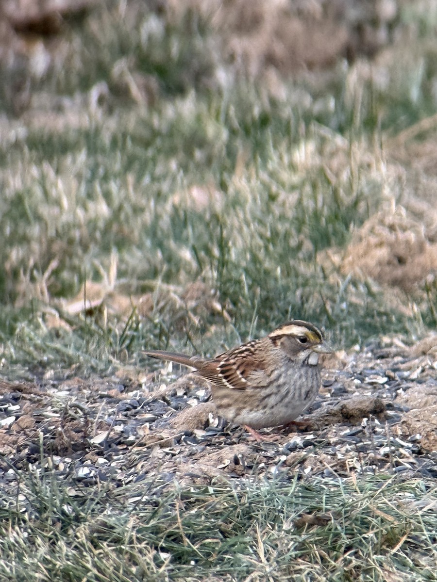 White-throated Sparrow - ML646932066