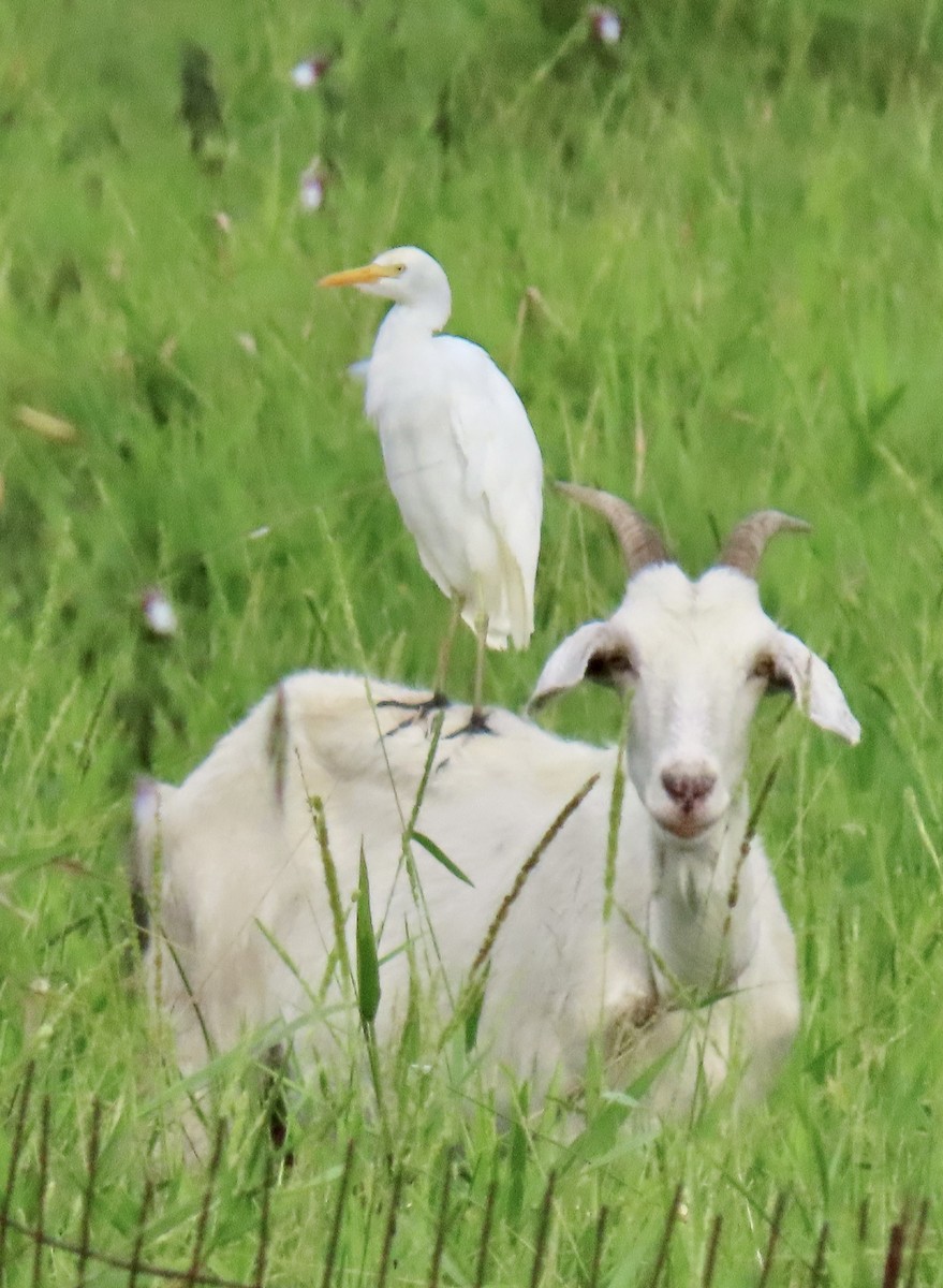 אנפית בקר מערבית - ML646932068