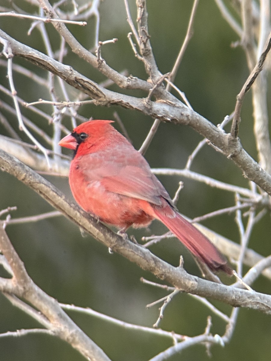 Northern Cardinal - ML646932072