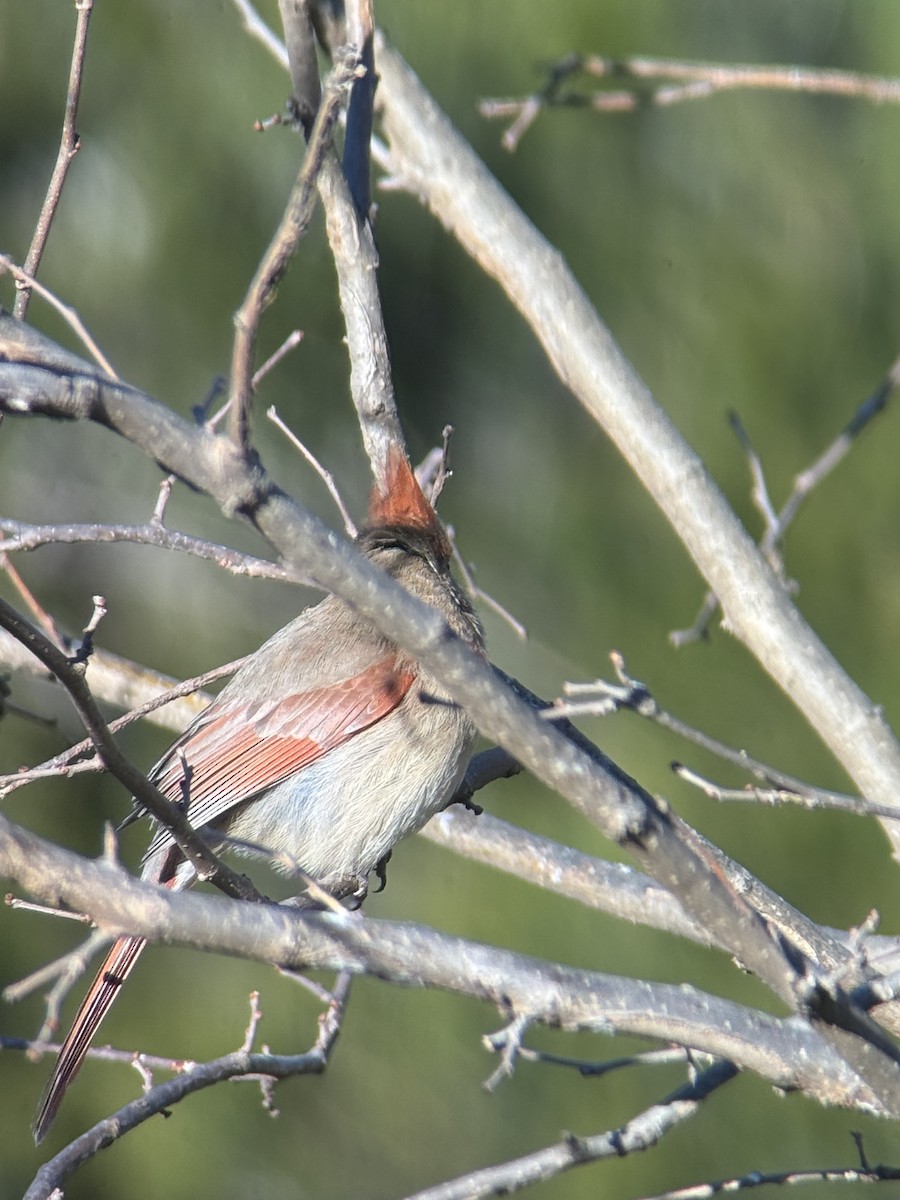 Northern Cardinal - ML646932073