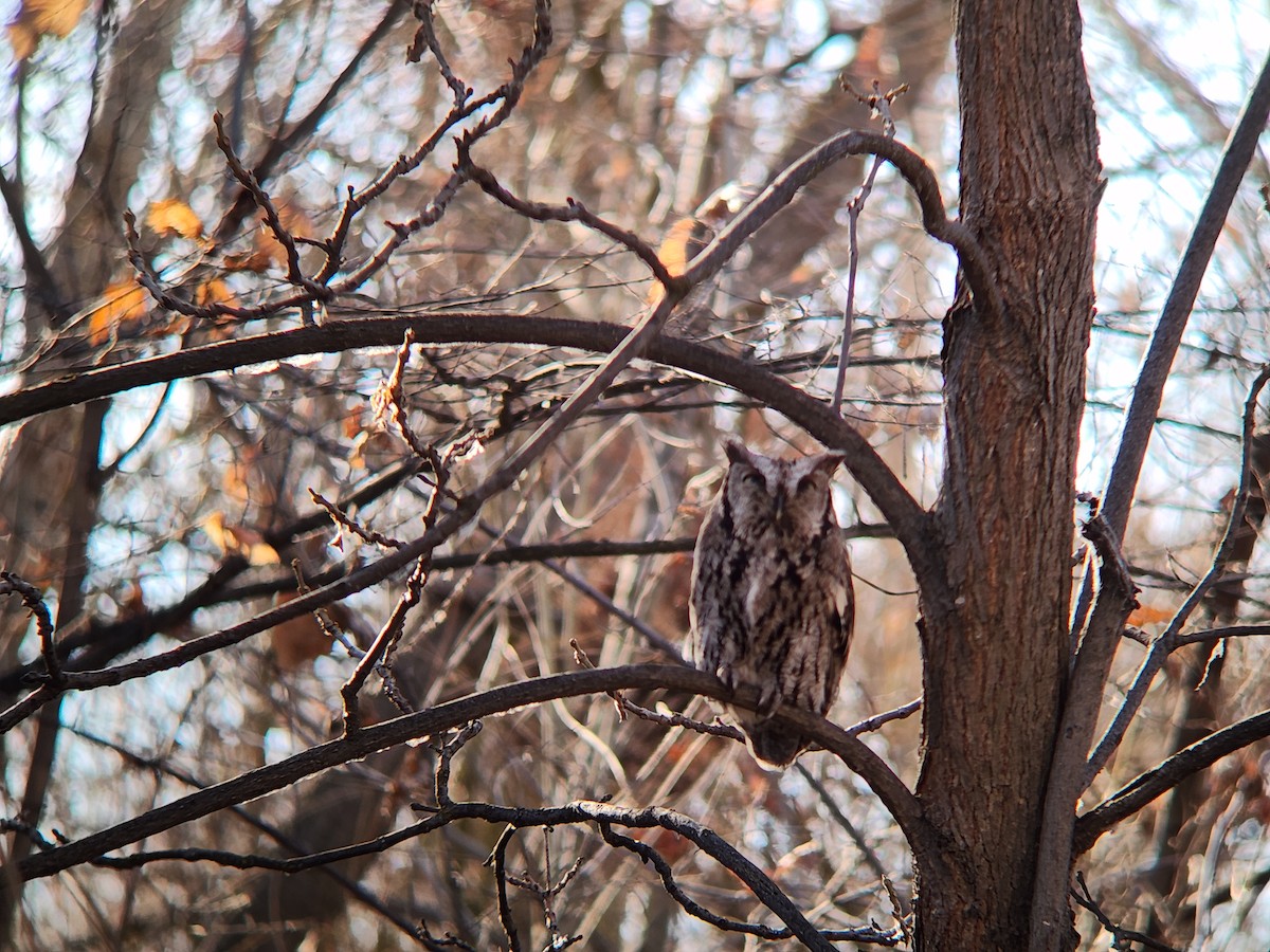 Western Screech-Owl - ML646932077