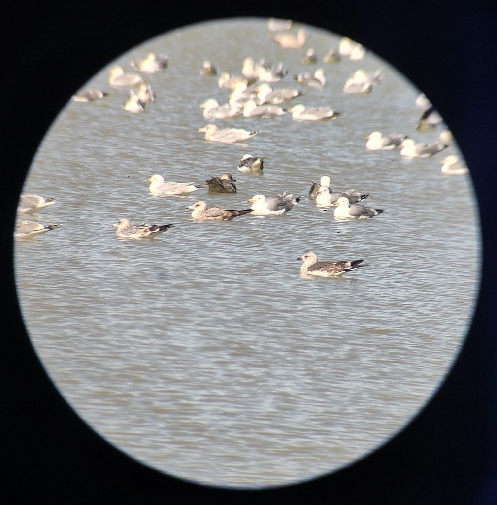 Gaviota Sombría - ML646932083