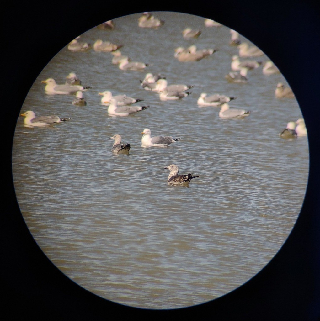 Gaviota Sombría - ML646932084