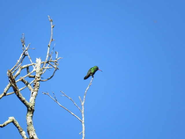 Glittering-bellied Emerald - ML646932089