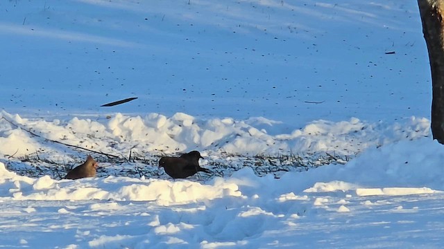 Трупіалець північний - ML646932093