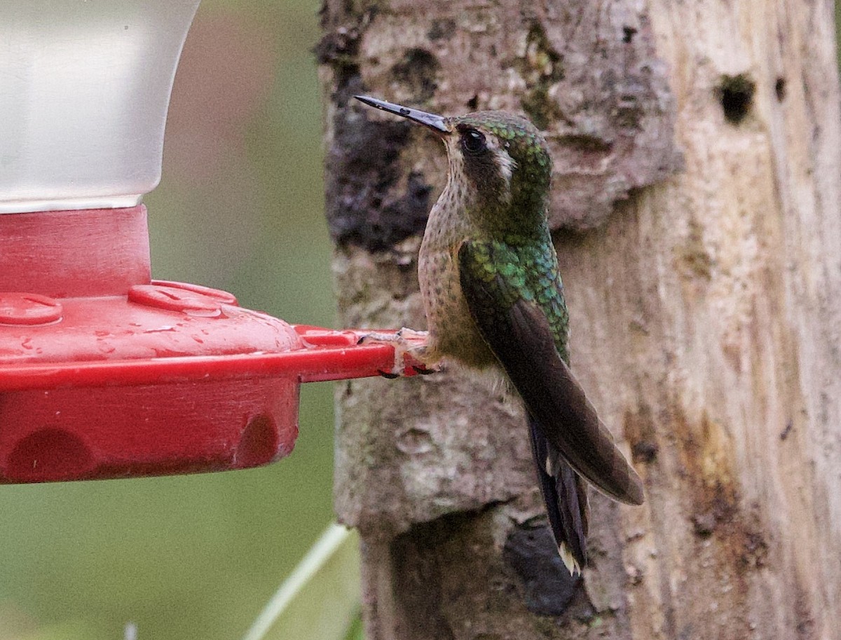 Speckled Hummingbird (melanogenys Group) - ML646932095