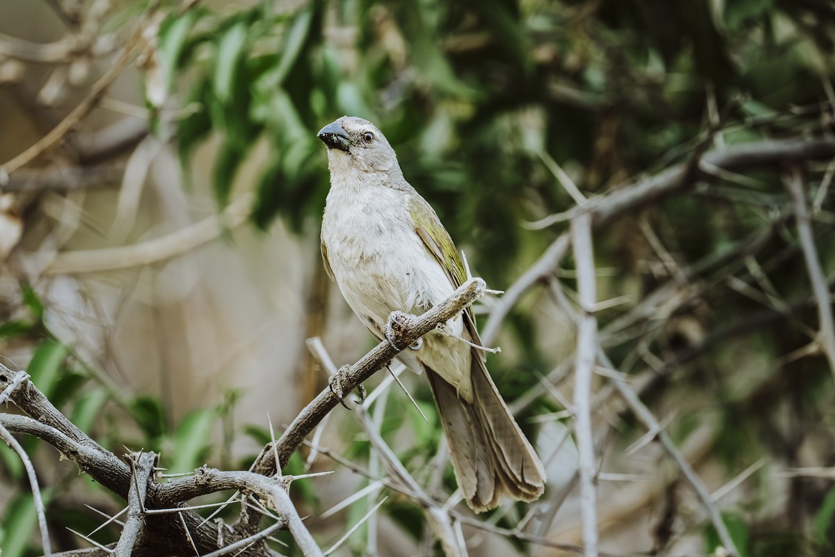 Saltator strié - ML646932099