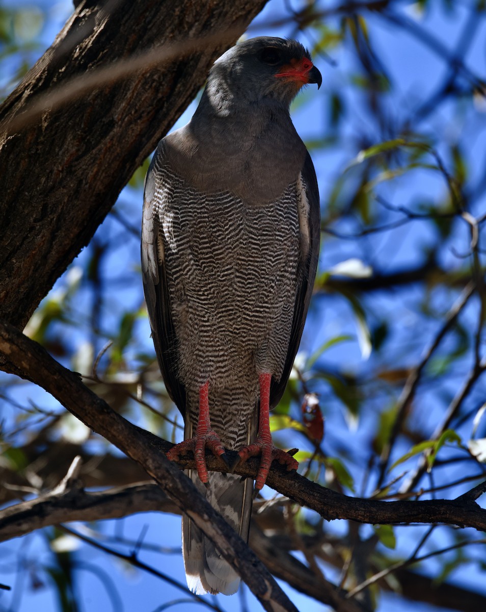 ウタオオタカ - ML646932100