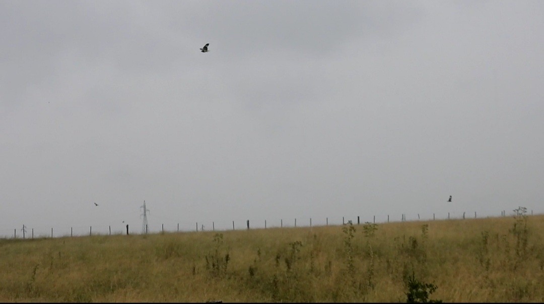 lelek skvrnokřídlý - ML646932101