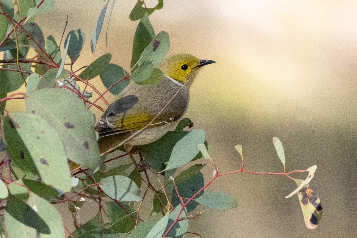 hvitsmykkehonningeter - ML646932102