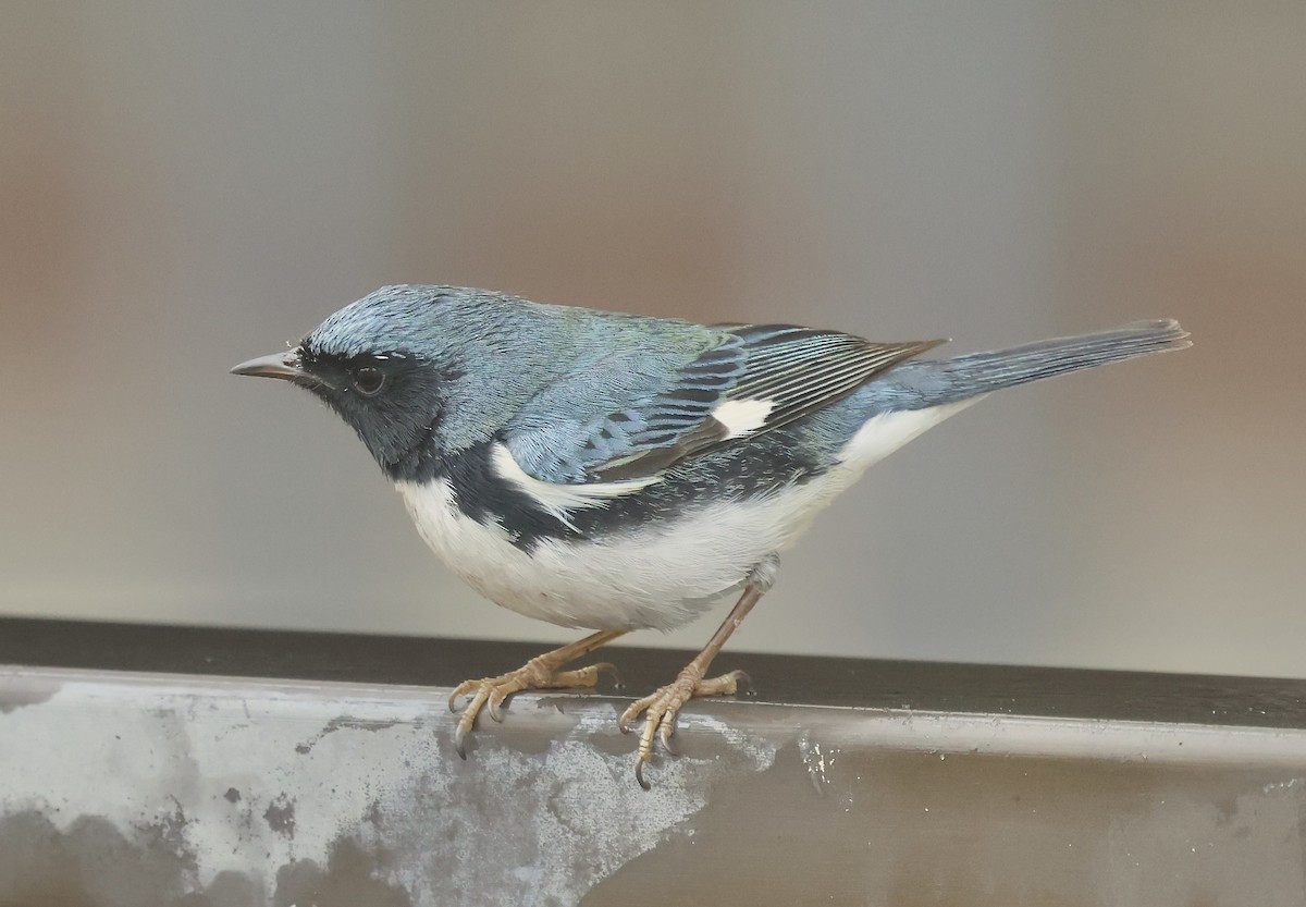 Black-throated Blue Warbler - ML646932108