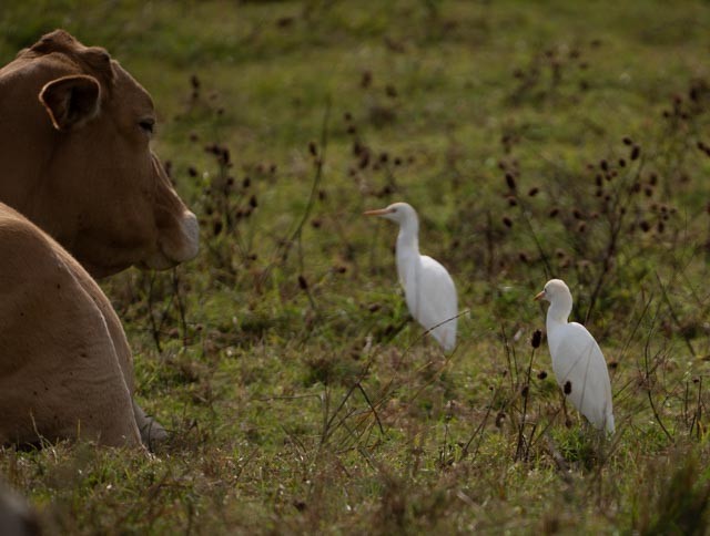 אנפית בקר מערבית - ML646932109