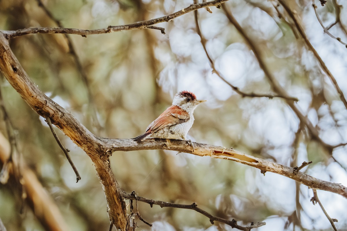 Pic rubin - ML646932110