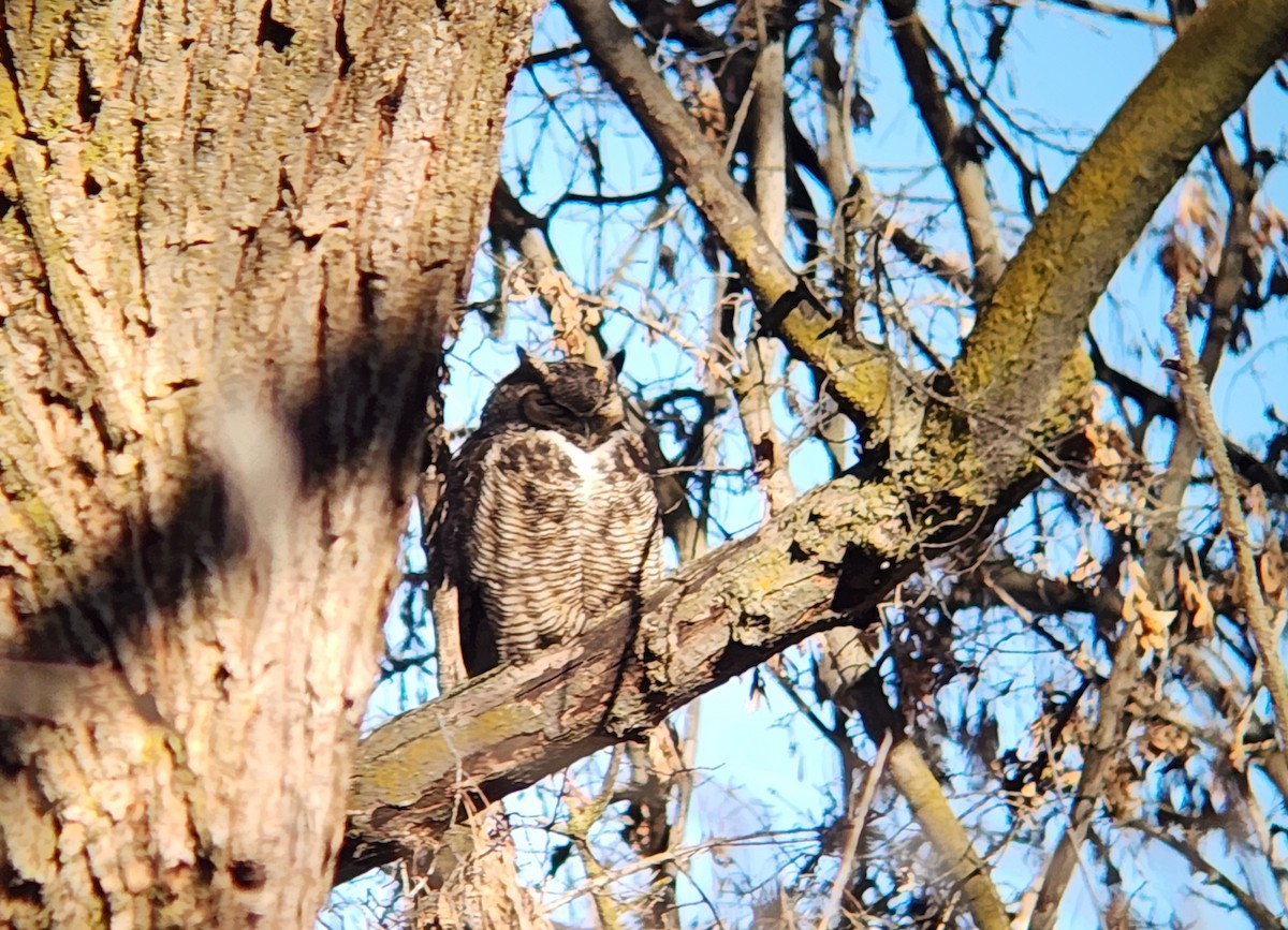 Great Horned Owl - ML646932114