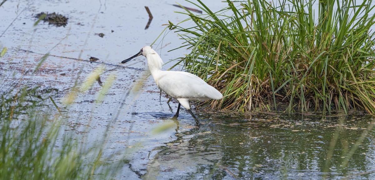Kara Yüzlü Kaşıkçı - ML646932116