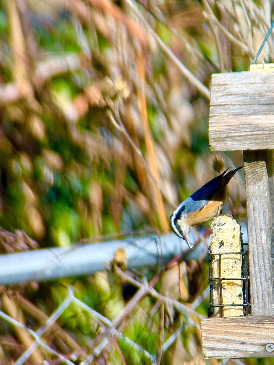 Red-breasted Nuthatch - ML646932117