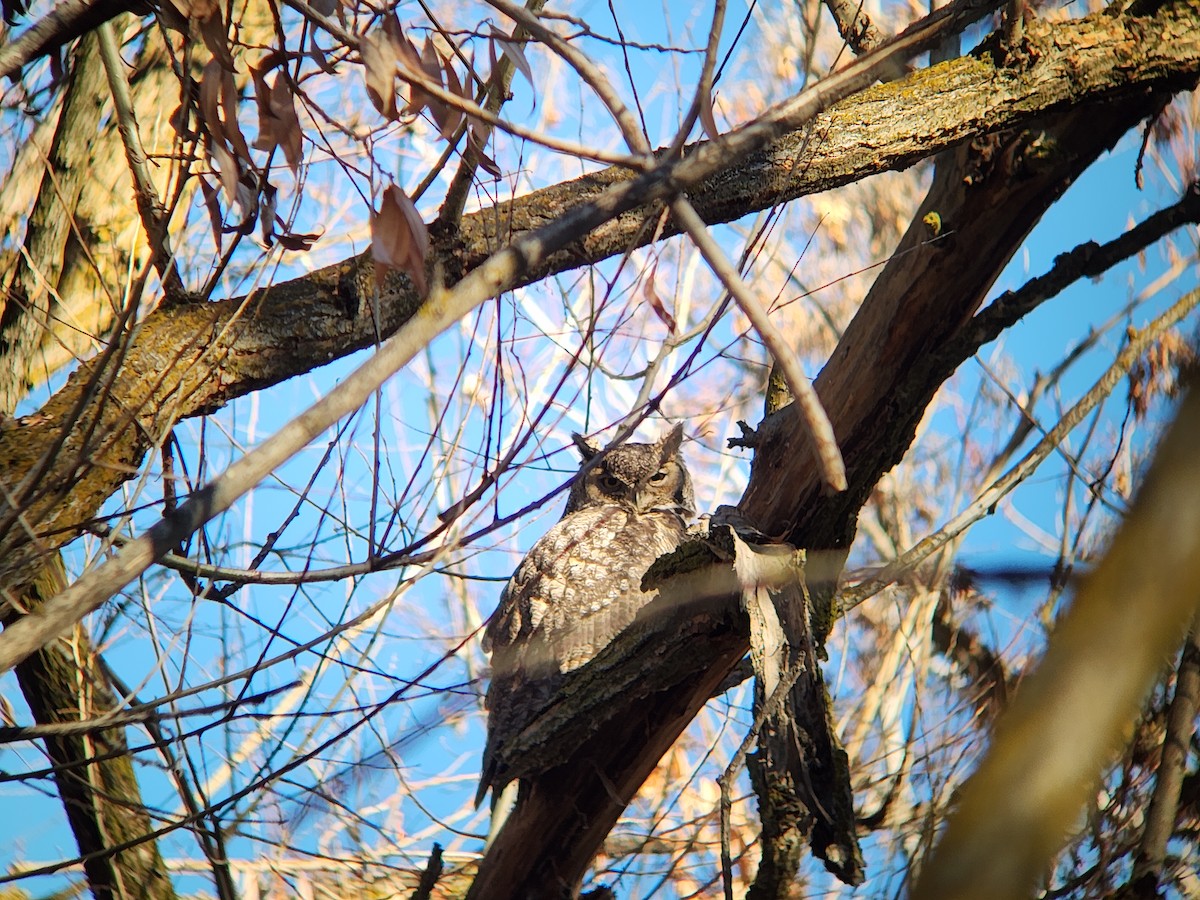 Great Horned Owl - ML646932124
