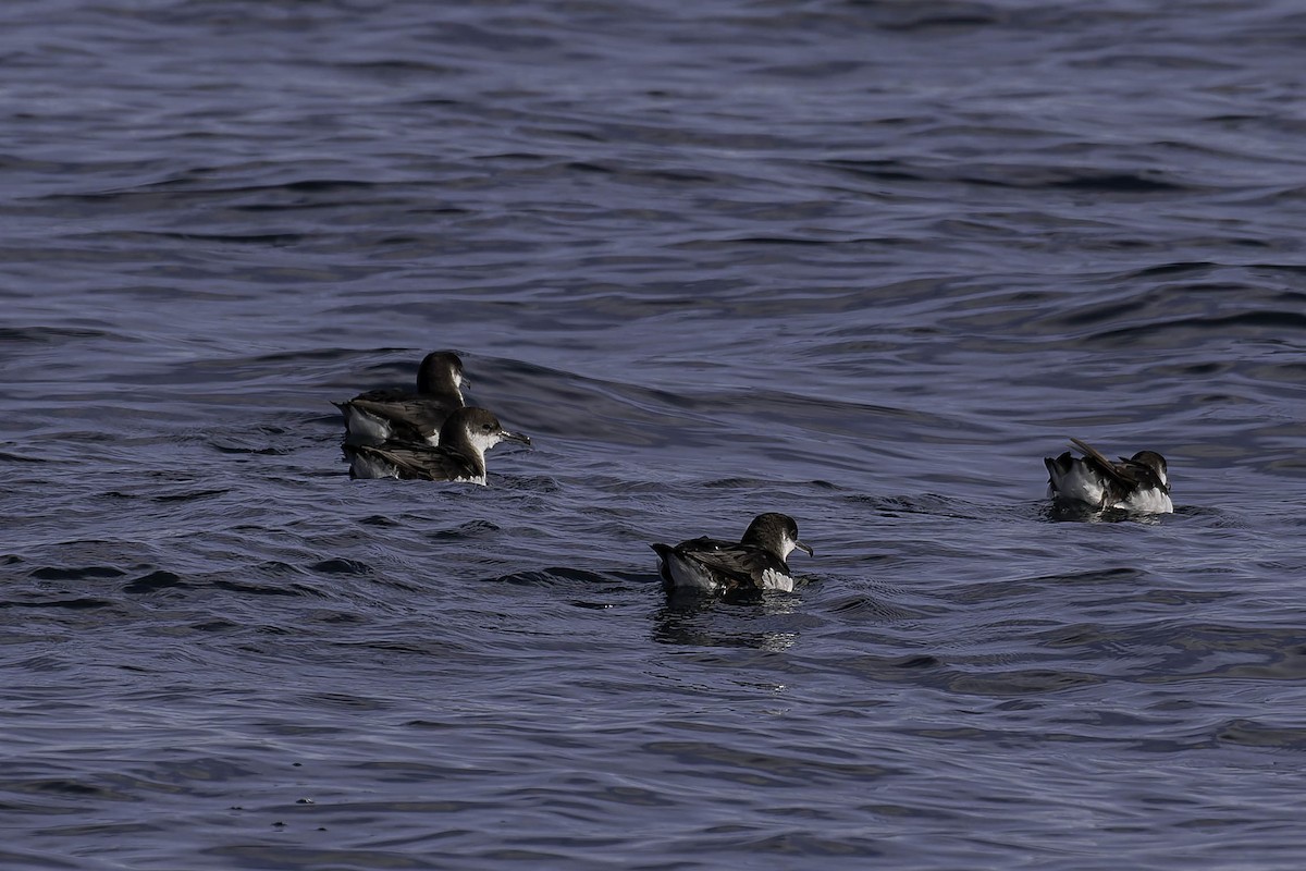 Manx Shearwater - ML646932125