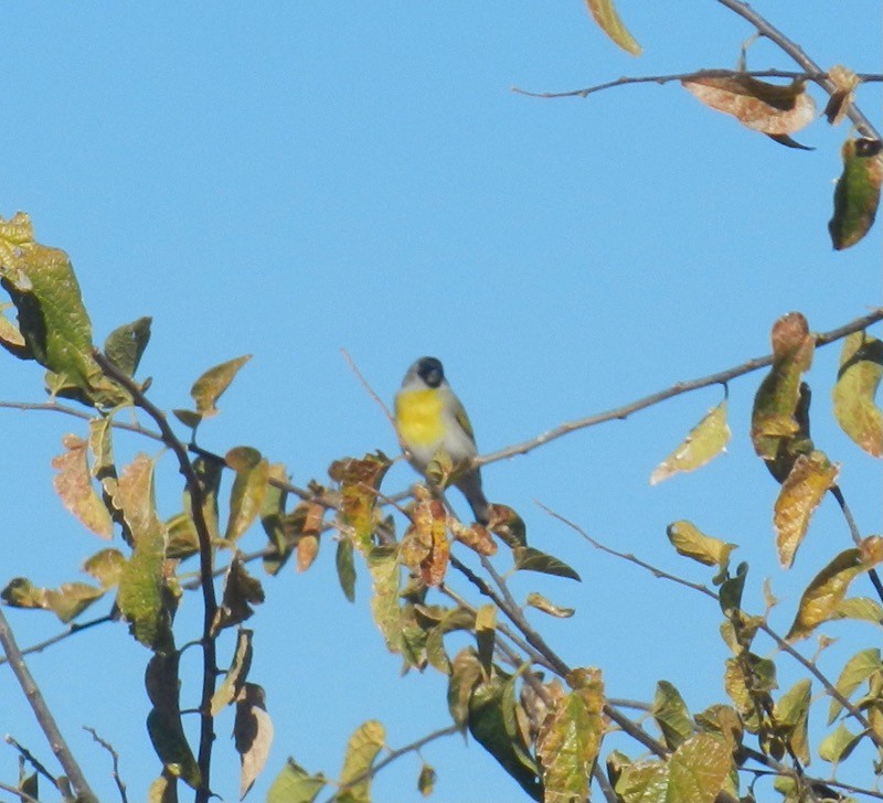 カオグロキンヒワ - ML646932128