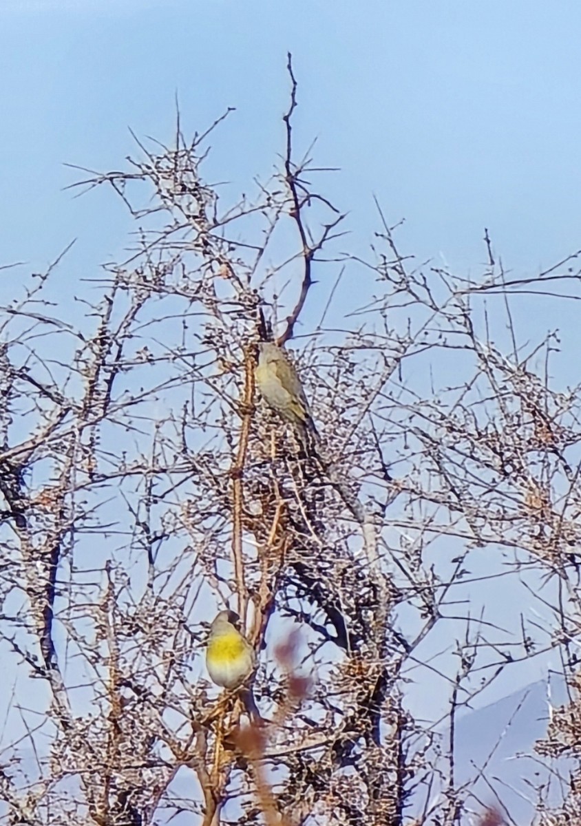 カオグロキンヒワ - ML646932129