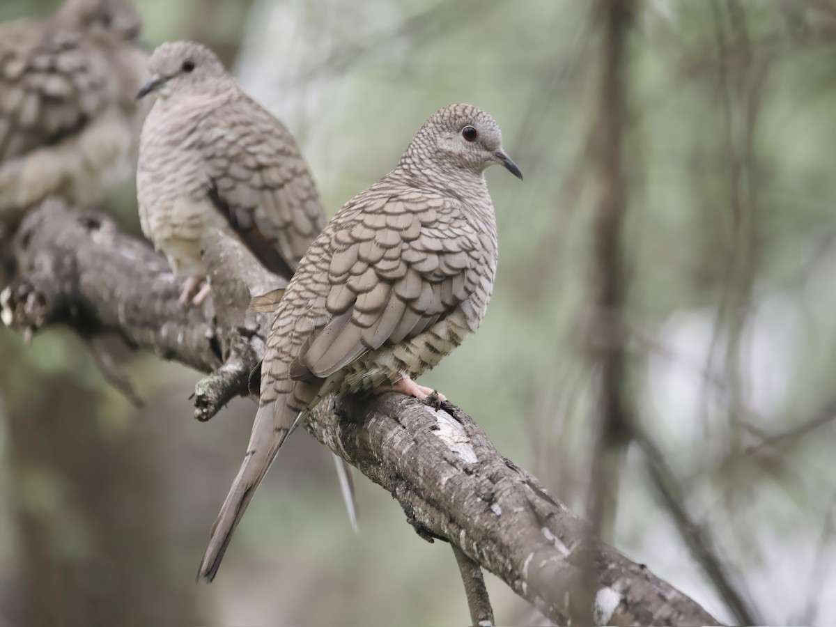 eBird Checklist - 13 Dec 2025 - Quinta Mazatlan WBC (LTC 063) - 25 species