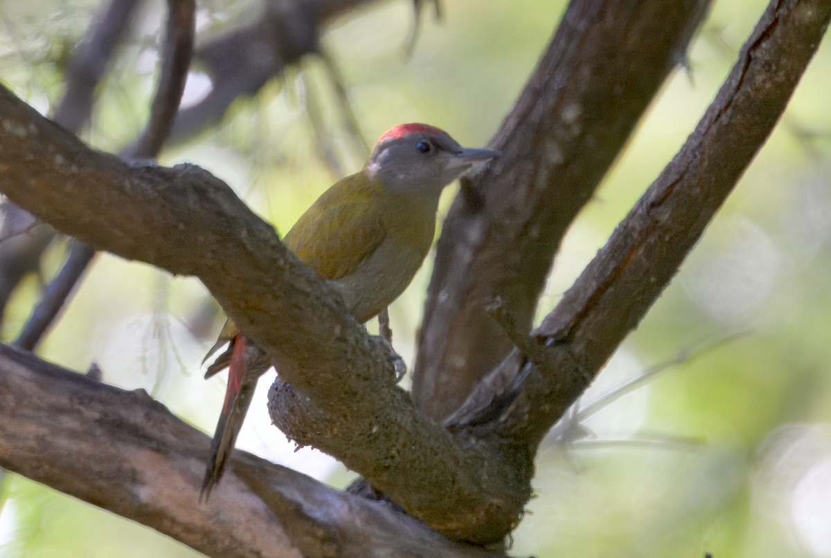 ハイガシラゲラ（ruwenzori） - ML646932134