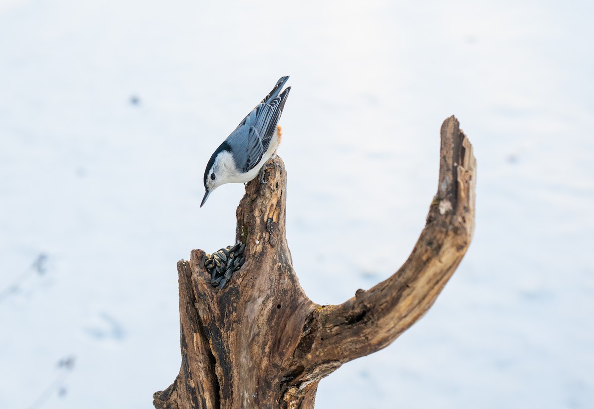 White-breasted Nuthatch - ML646932143