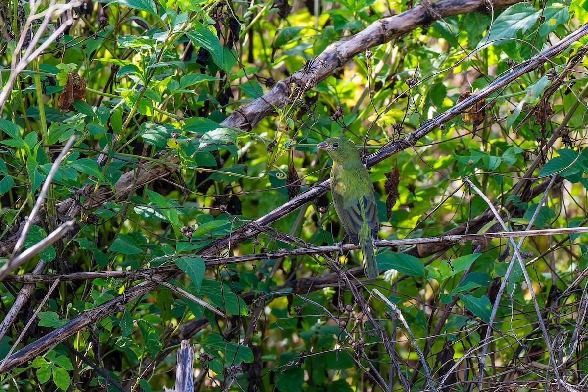 Скригнатка райдужна - ML646932149