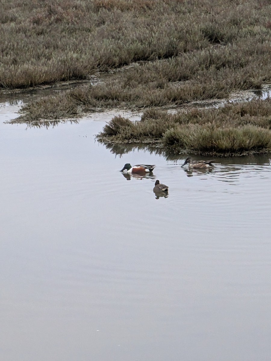 Canard souchet - ML646932150