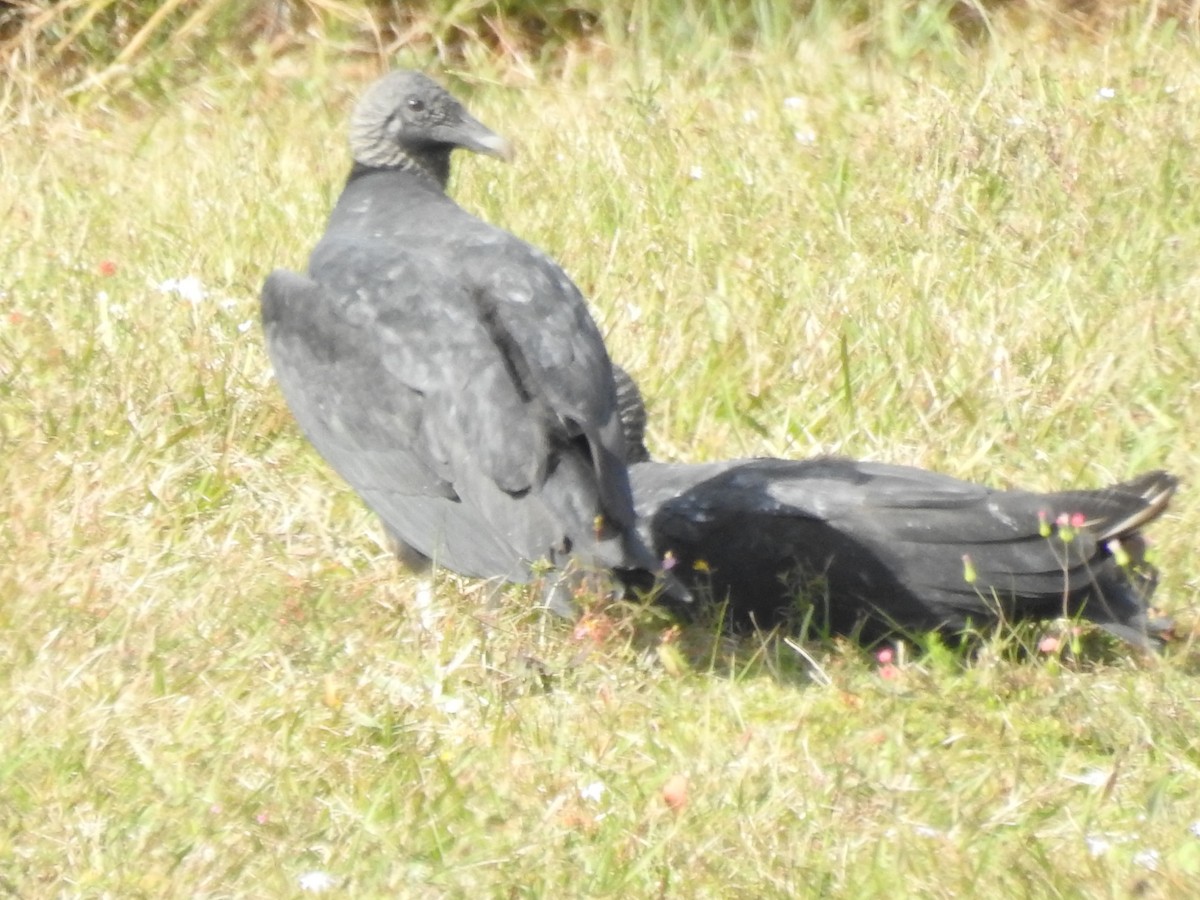 クロコンドル - ML646932151