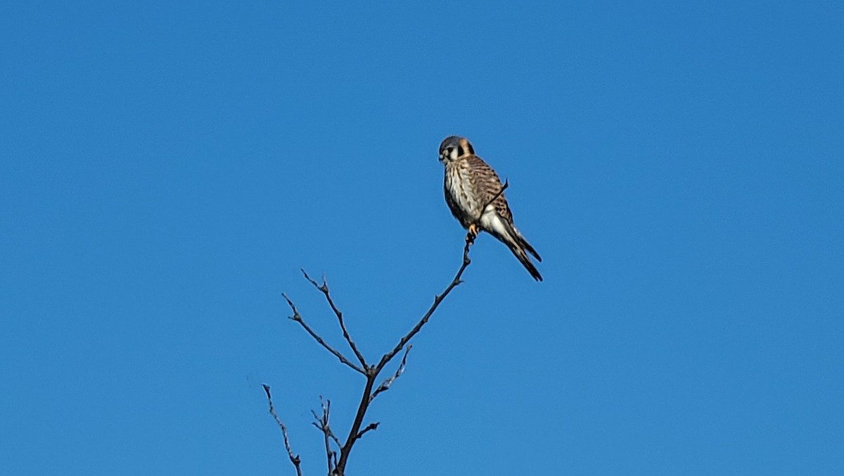 American Kestrel - ML646932159
