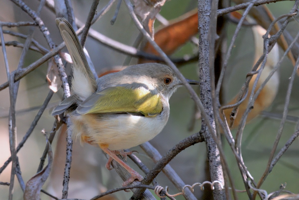 ミドリコムシクイ（brevicaudata グループ） - ML646932160