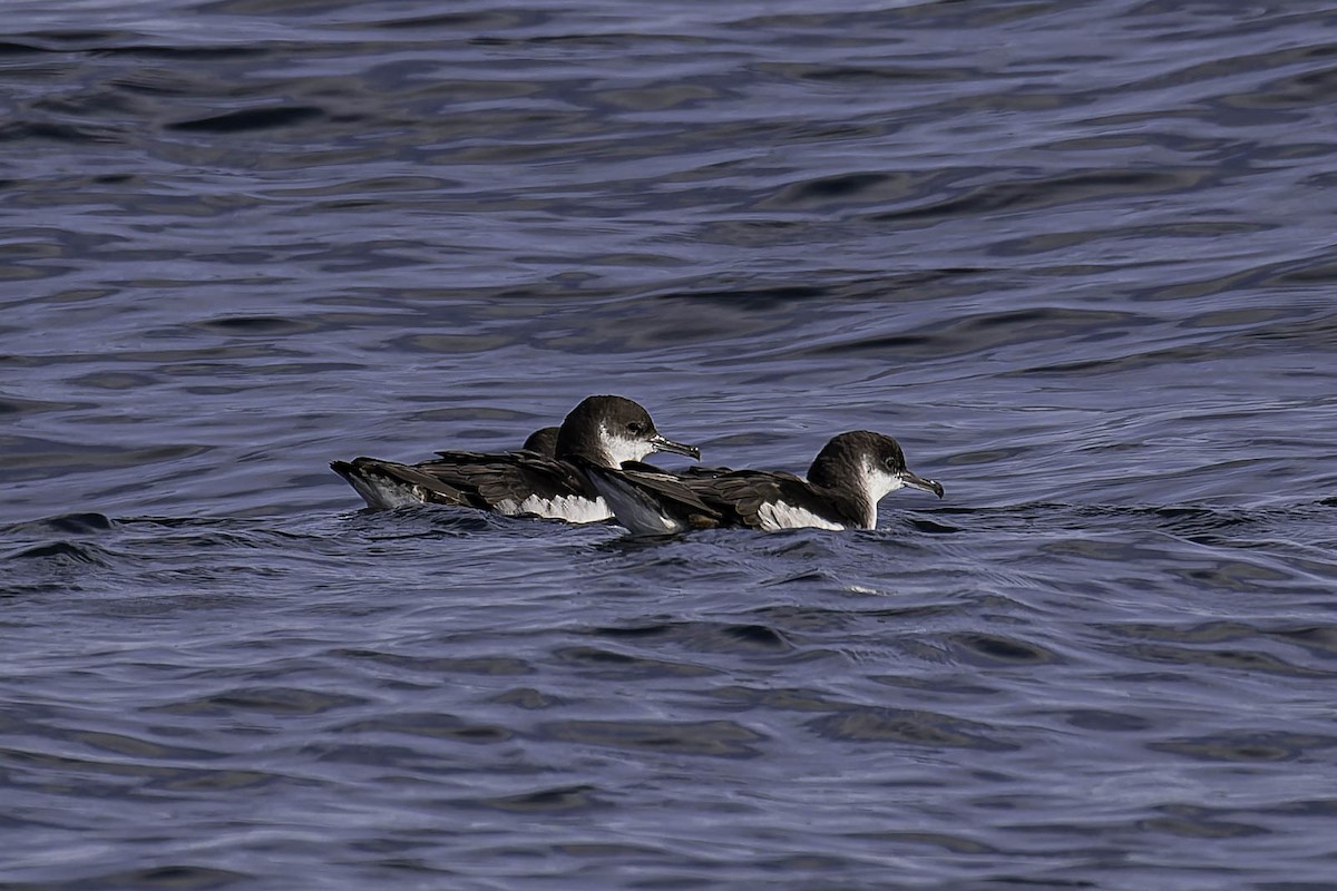 Manx Shearwater - ML646932166